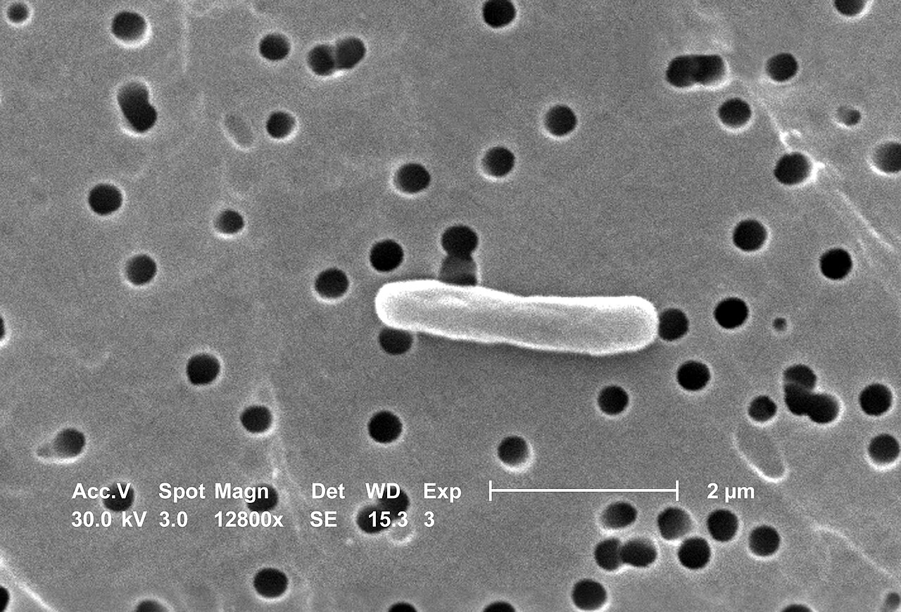 evlb-01-bacteria.jpg