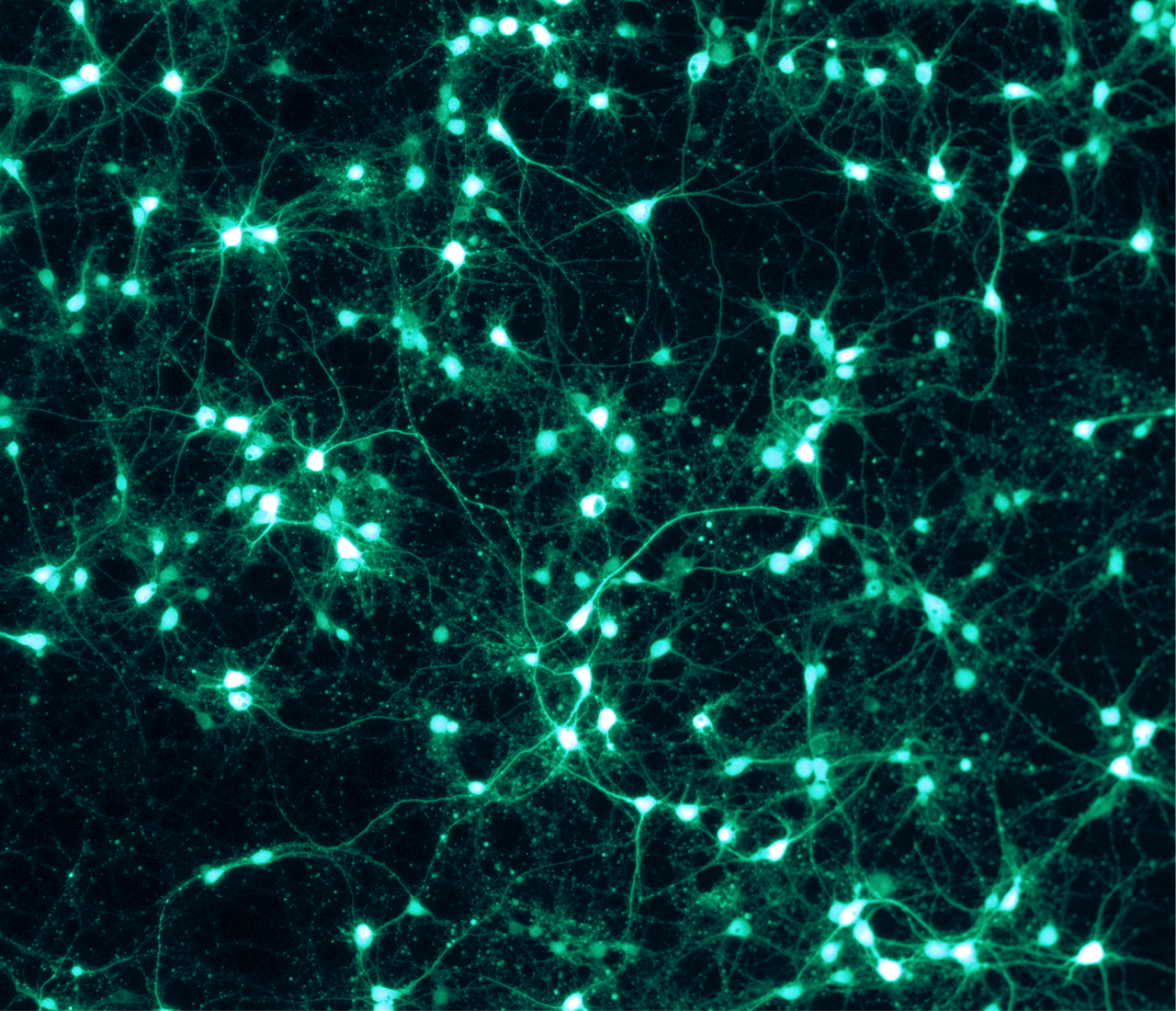 evlb-02-neuron.png