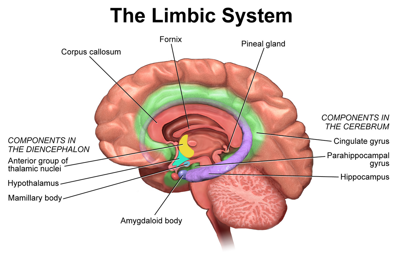 evlb-04-limbic.png