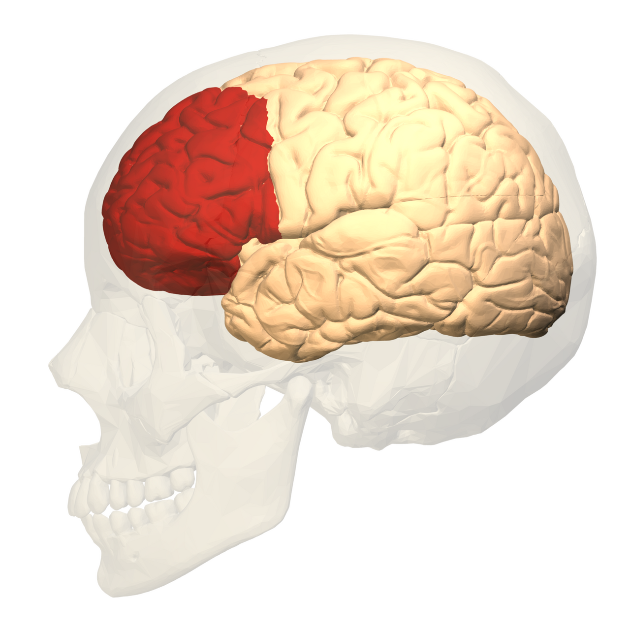 evlb-05-prefrontal.png