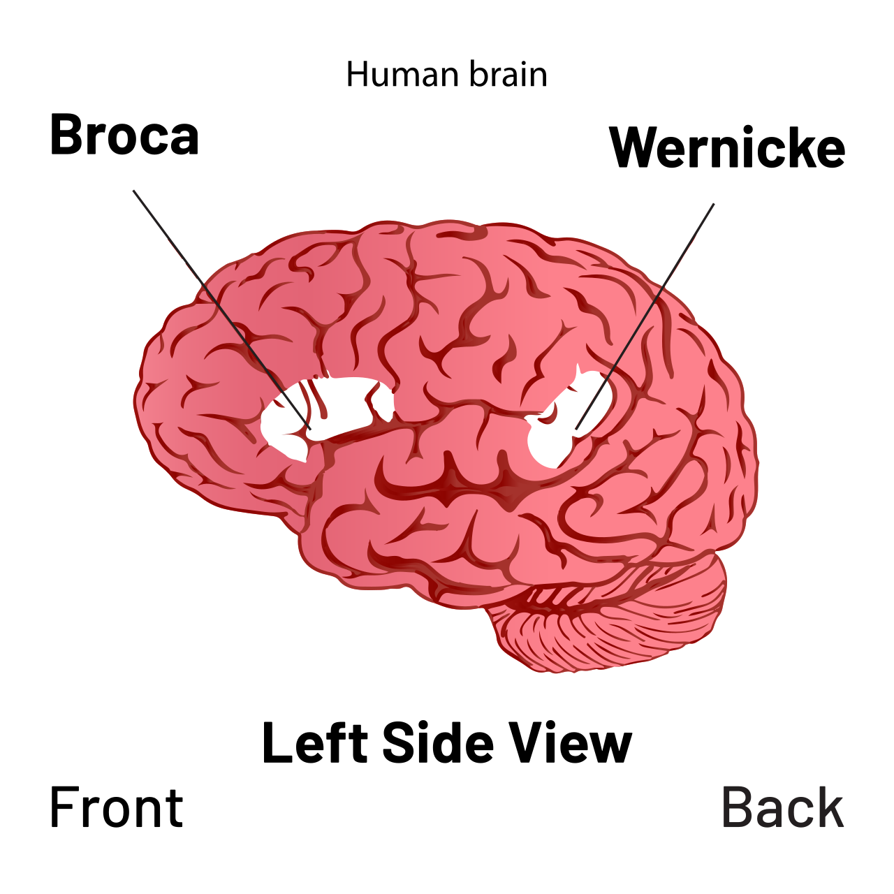 evlb-06-language.png