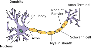 lesson03-neuron.png